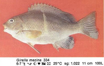 Girella mezina